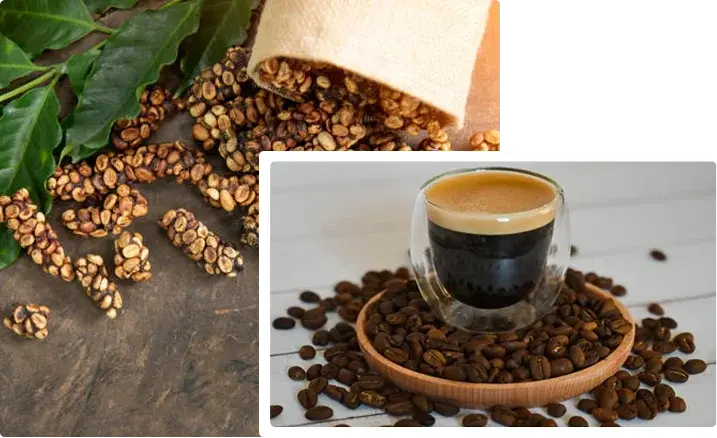 Wild Kopi Luwak Beans