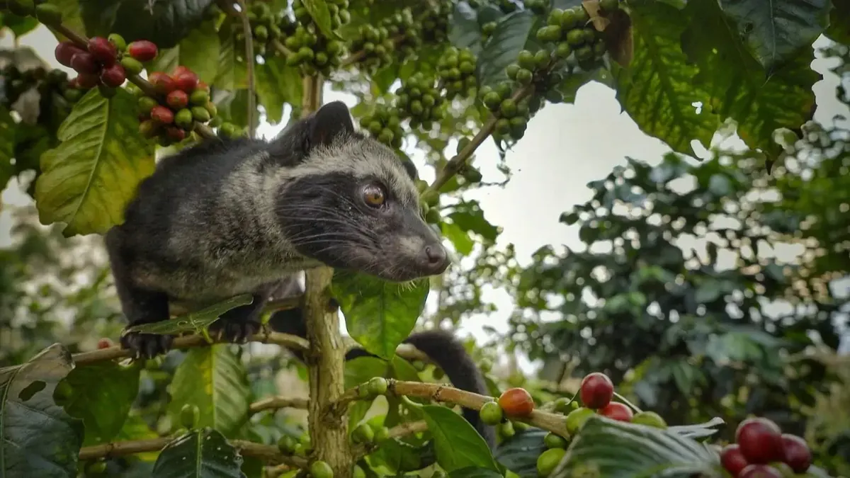 Kopi Luwak Tree